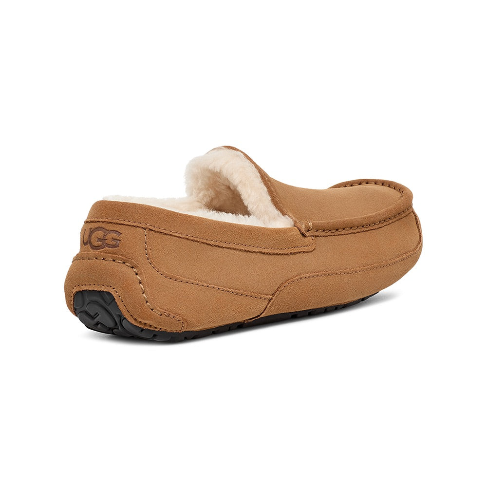 Men's Ascot (Chestnut) back